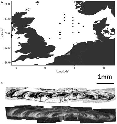 Individual variation in field metabolic rates of wild living fish have phenotypic and ontogenetic underpinnings: insights from stable isotope compositions of otoliths